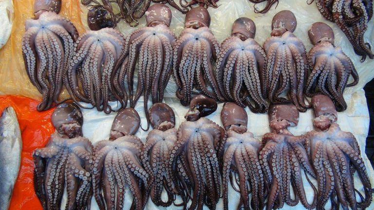 한국 재래시장에 놓인 낙지(Octopus minor)