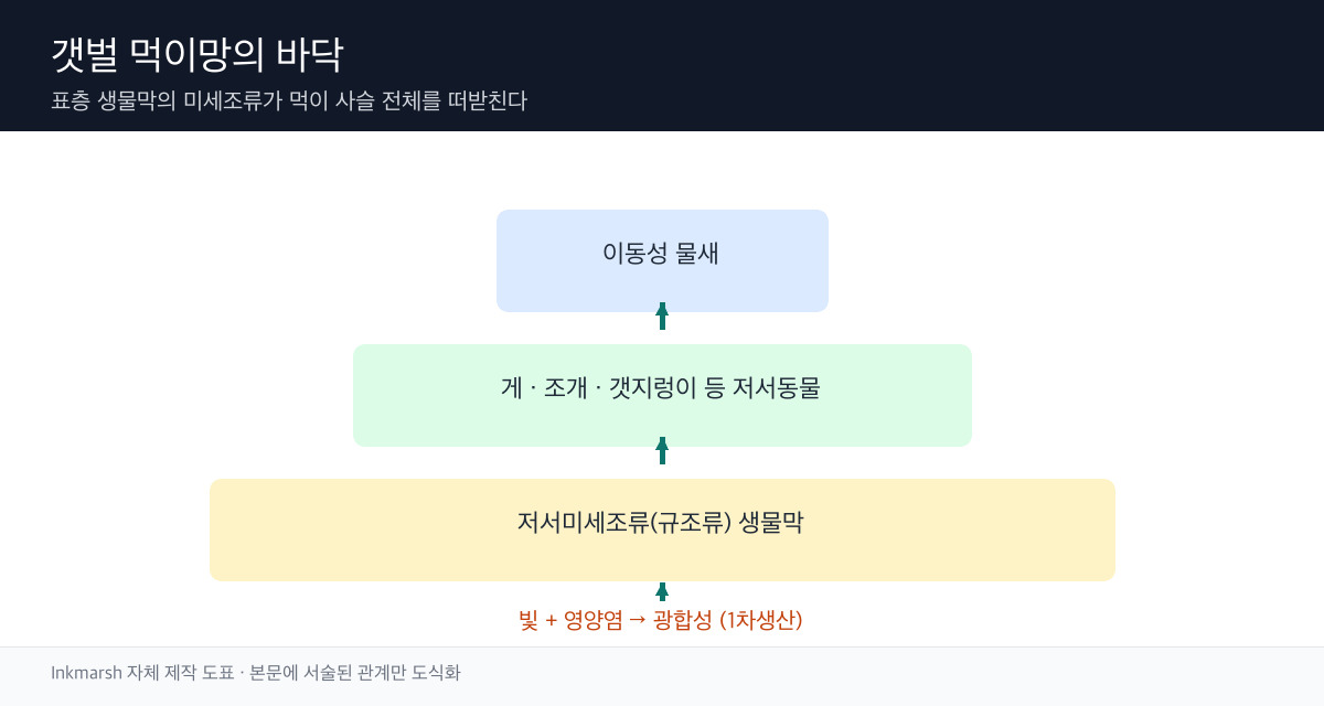 저서미세조류에서 저서동물과 도요물떼새로 이어지는 갯벌 먹이망 모식도
