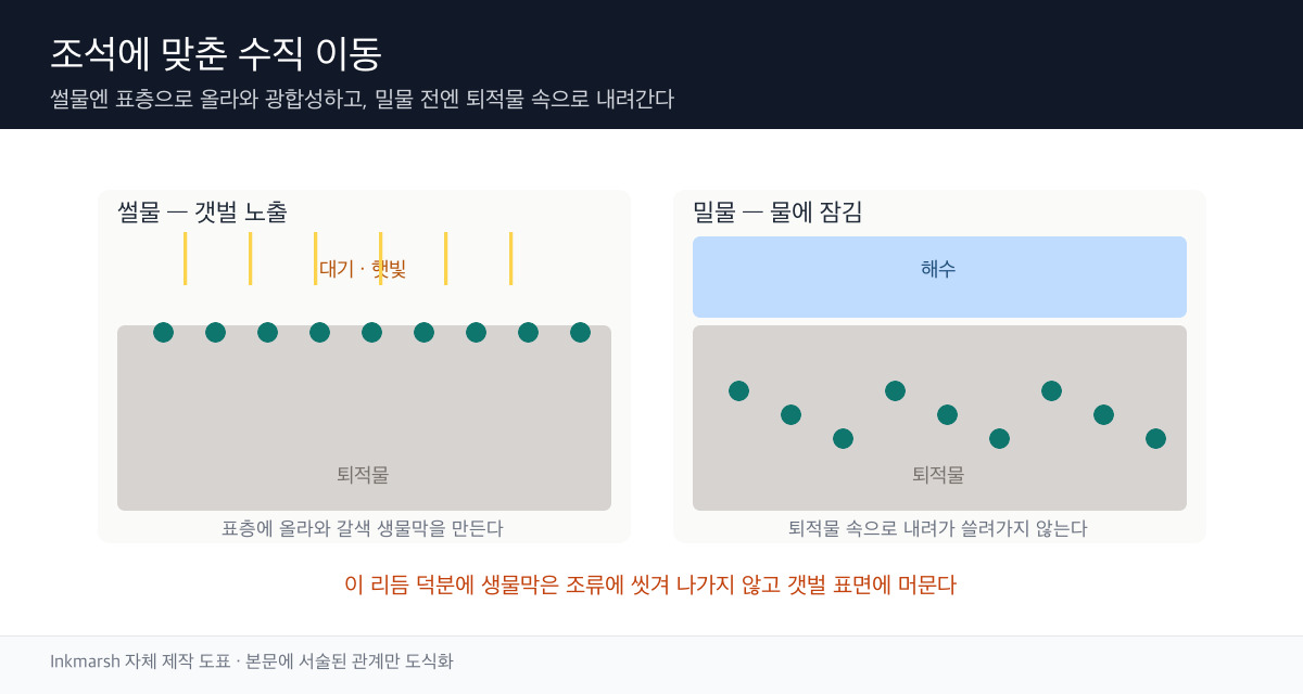 밀물과 썰물에 따라 퇴적물 표층과 내부를 오르내리는 규조류의 수직 이동 모식도