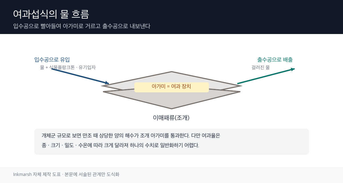 입수공에서 아가미와 순판을 거쳐 입 또는 의사분으로 갈라지는 여과섭식 경로 모식도
