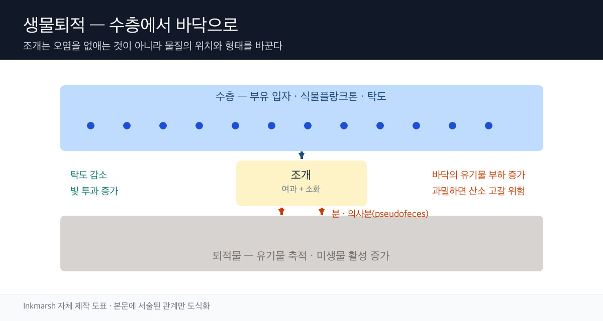 이매패류가 수층 입자를 분·의사분으로 퇴적물에 전달하는 생물퇴적 개념 도표
