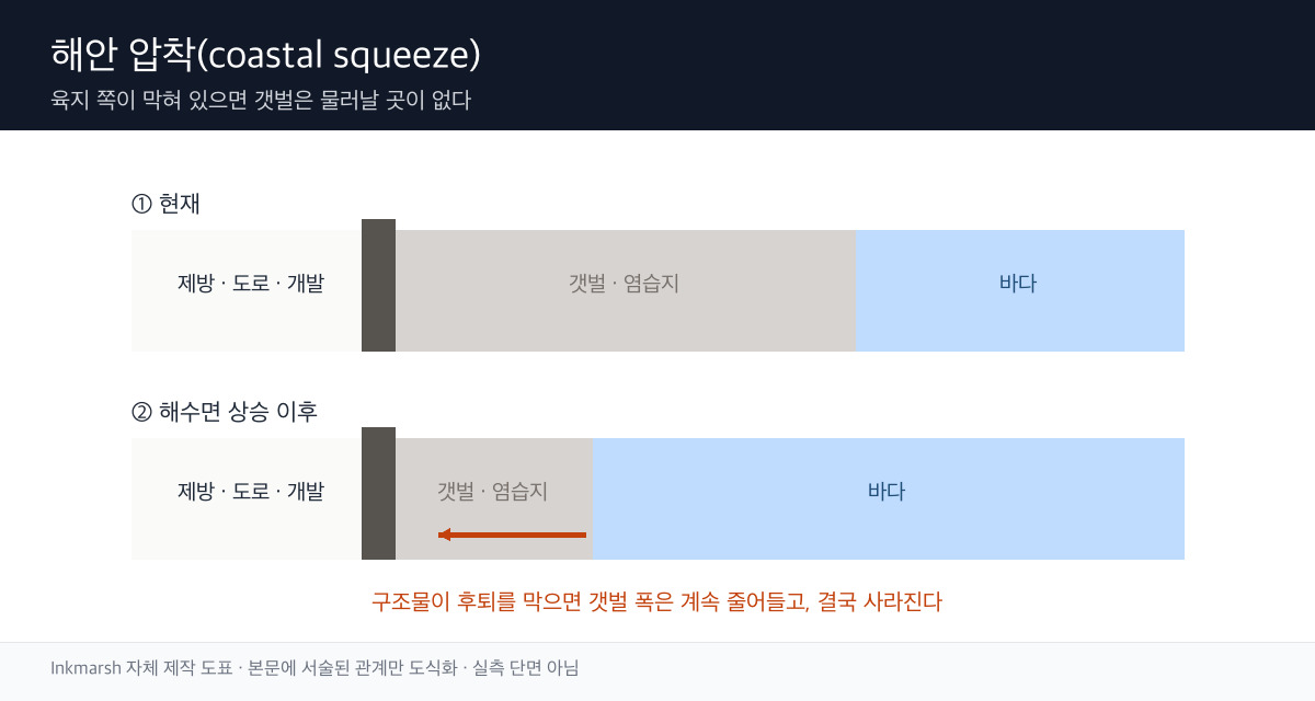바다 쪽 침식과 육지 쪽 제방 사이에서 조간대 폭이 좁아지는 과정을 나타낸 모식도