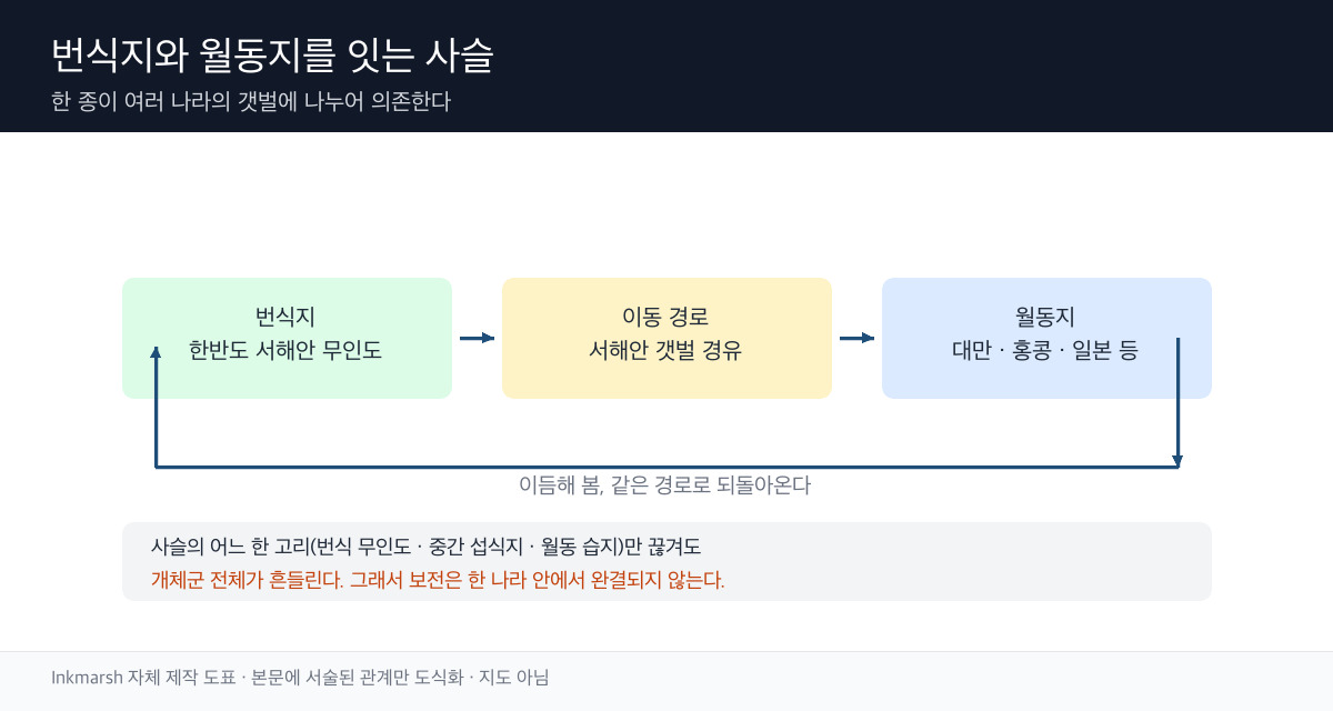 한반도 서해안 번식지에서 남쪽 월동지로 이어지는 저어새 이동 경로 모식도