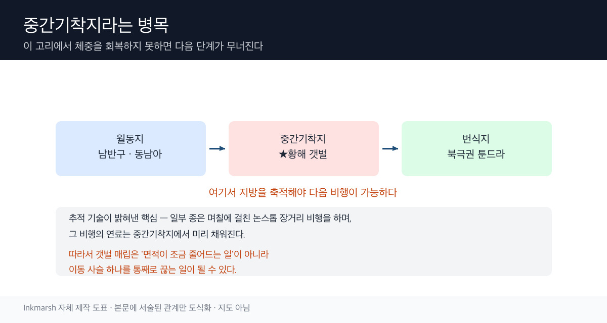 월동지에서 번식지로 이어지는 이동 사슬에서 중간기착지 갯벌이 병목이 되는 구조 모식도