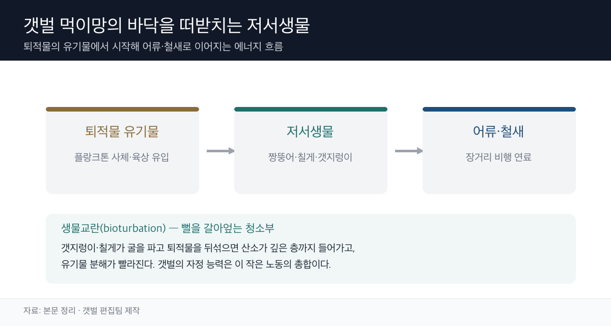 갯벌 먹이망 모식도