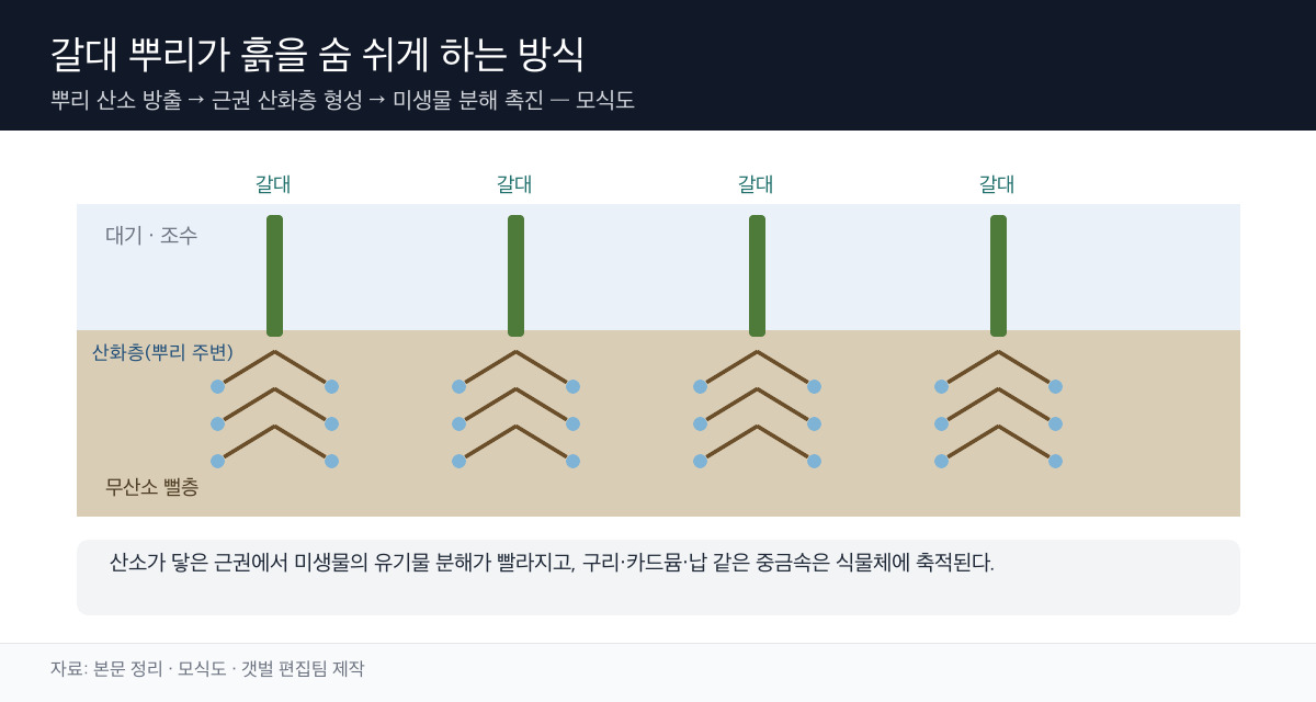 갈대 뿌리 산소 방출 모식도