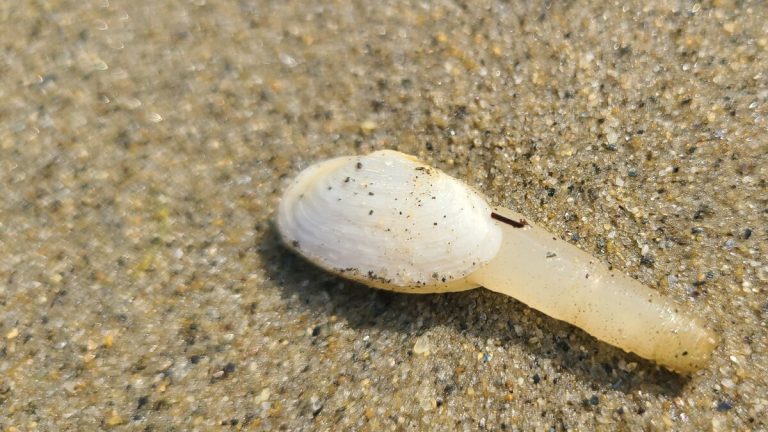 모래 바닥에 몸을 묻고 수관을 밖으로 내민 조개