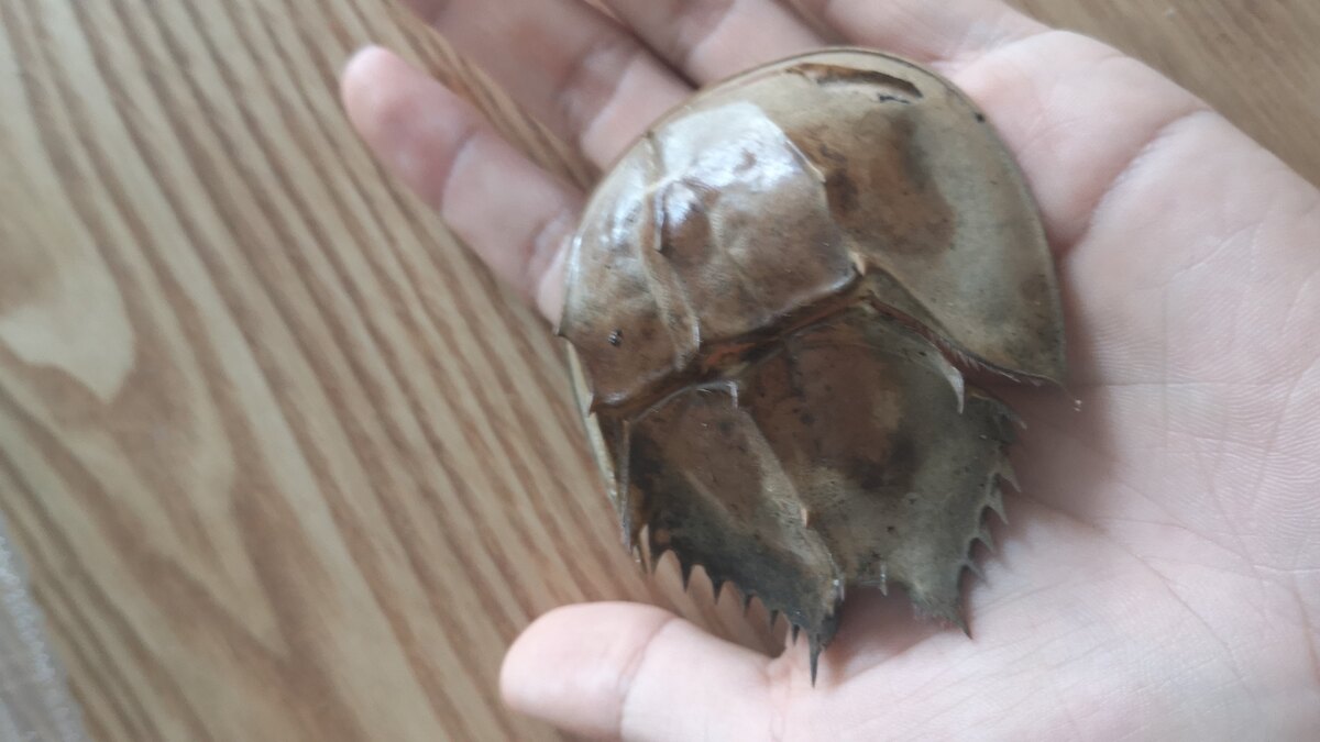 손바닥 위에 놓인 어린 투구게(Tachypleus tridentatus)를 가까이서 찍은 사진