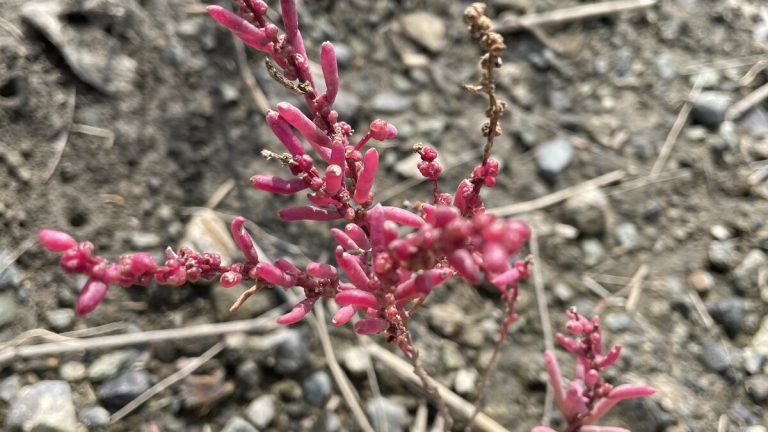 자갈밭에서 자란 칠면초(Suaeda japonica) 한 포기, 붉게 물든 다육질 잎